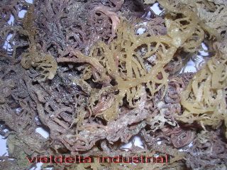 Kappaphycus Alvarezii